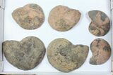 Lot: - Morocco Cut & Polished Ammonites - Pairs #103822-3